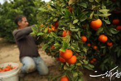 از صادرات ترنج مازندارن به چین تا هشدار شهردار لندن نسبت به وضعیت انرژی و غذا در انگلیس