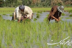 افزایش ۲۰ درصدی تولید برنج امسال در کشور