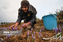 احیای بیش از ۳۰۰۰ تعاونی روستایی در کشور