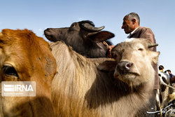 آزادسازی صادرات دام زنده ابلاغ شد