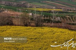 پرداخت ۱۰۰ درصدی پول خرید ۱۰۰ هزار تن کلزا به کشاورزان