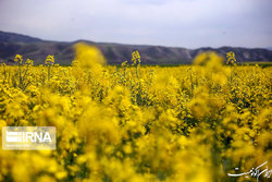 واریز ۶۵۹ میلیارد تومان برای خرید تضمینی کلزا