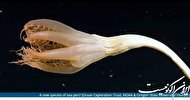 مشاهده یک موجود عجیب شاخک‌دار در اعماق اقیانوس آرام + فیلم