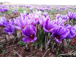 کاهش ۵۰ درصدی تولید زعفران در سال زراعی جاری