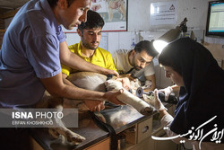 اعتراض تعدادی از دانشجویان دامپزشکی دانشگاه آزاد