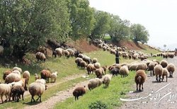 زخم چرای بی‌رویه بر گونه‌های گیاهان و جانوران
