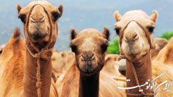 از خاصیت درمانی ادرار شتر تا آهنریایی شدن با واکسن!