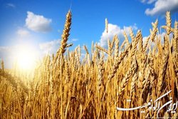 سال آینده از واردات گندم بی نیاز هستیم