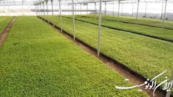 پیش‌بینی ۲۴ هزار میلیارد تومان تسهیلات برای اجرای کشت قراردادی
