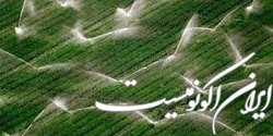 اجرای طرح اصلاح الگوی کشت با کشاورزی قراردادی امکان پذیر است