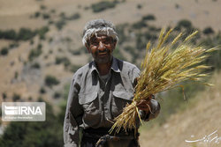 اعلام نرخ خرید تضمینی گندم برای نخستین بار پیش از آغاز فصل کشت توسط دولت سیزدهم