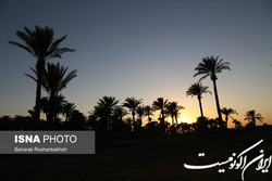۱۰۰‌ درصد خرما از دست رفت