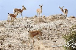 حفاظت خارج از زیستگاه و نقش آن در حفاظت از گونه‌ها