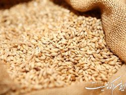 واردات ۱.۷ میلیون تن گندم در سال جاری