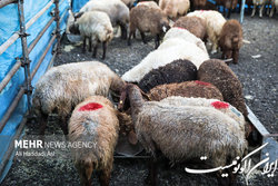 قیمت هر کیلوگرم دام زنده به ۷۰ هزارتومان رسید