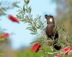تعهد استرالیا به حفظ تنوع زیستی تا ۲۰۳۰