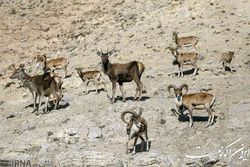 قانون حفاظت و بهره برداری پایدار از حیات وحش