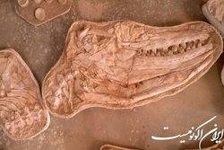 کشف فسیل یک موساسور غول‌پیکر در مراکش