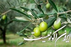 خوردنی شگفت‌انگیز در تغذیه مدیترانه‌ای