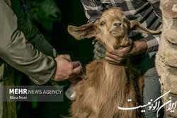 عملکرد اداره کل دامپزشکی استان تهران تشریح شد