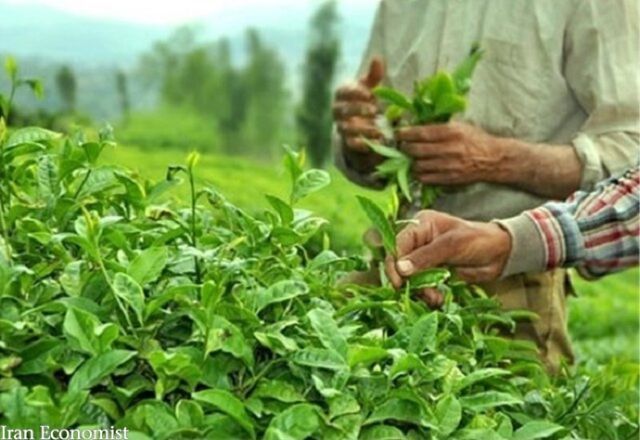 اختصاص ۷۵ میلیارد تومان برای احیای باغات چای