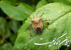 افزایش ۷۰ درصدی زیستگاه  حشرات بدبو  در آمریکا!