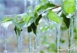هشدار کاهش دما و خسارت به محصولات کشاورزی