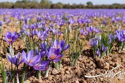 ورود زعفران نو به بازار از ۱۵ روز دیگر