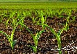 الگوی کشت چرا در شرایط فعلی بسیار تعیین کننده است؟