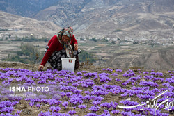 به جای اینکه بگوییم کشورها زعفرانمان را می‌برند، باید به فکر افزایش عملکرد باشیم