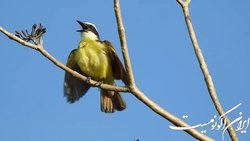 آواز پرندگان چه تاثیری بر سلامت روان افراد دارد؟