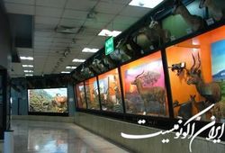 دستورالعمل جدید صدور مجوز کارگاه تاکسیدرمی ابلاغ شد