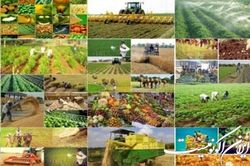 کشت قراردادی از ابزارهای لازم برای رسیدن به تولید اقتصادی است