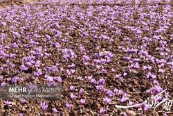 زعفران ایران به ۶۵ کشور دنیا صادر می‌شود