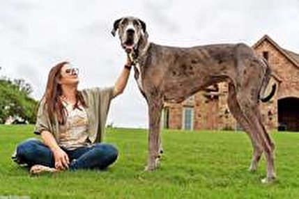 ویدئو/ثبت قدبلندترین و عجیب‌ترین سگ جهان در گینس