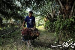 قیمت جهانی روغن پالم بالا رفت