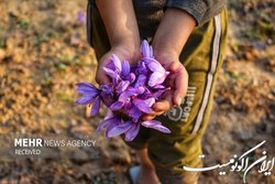 زعفران را در بورس کالا بخرید