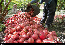 تلاش روستای محمودآباد برای تبدیل شدن به قطب انار کشور