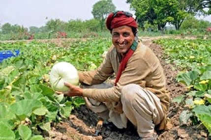 (ویدئو) کشاورز پاکستانی سبزیجات می‌کارد، اما سکه برداشت می‌کند!