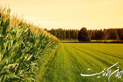 صدور مجوز الکترونیکی واگذاری اراضی دولتی برای کشاورزی