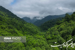جزییات طرح جنگلداری اجتماعی