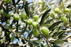 آغاز خرید حمایتی میوه روغنی زیتون از هفته جاری