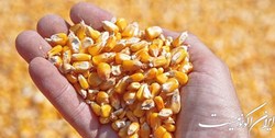 قیمت‌گذاری دستوری فروش نهاده‌های دامی را حذف کنید
