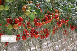 تمدید مهلت اخذ کد QR برای محصولات گلخانه‌ای - زراعی