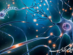 سازوکار ایجاد همگامی در شبکه‌های نورونی