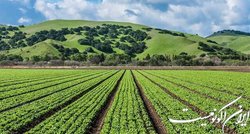 تولید کودهای زیستی برای ارتقای سطح عملکرد کشاورزی در کشور