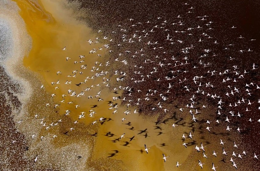 (تصاویر) مرگ تلخ پرندگان؛ عکاس ایرانی برنده مسابقه عکاس محیط زیست