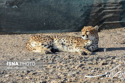 کمبود بودجه برای حفاظت از یک نماد ملی