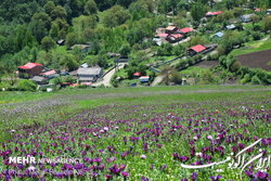 کشت قراردادی ۲۳۰۰ هکتار گیاه دارویی