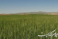 تفاهم‌نامه همکاری مشترک برای طرح جهش تولید دیم‌زارها